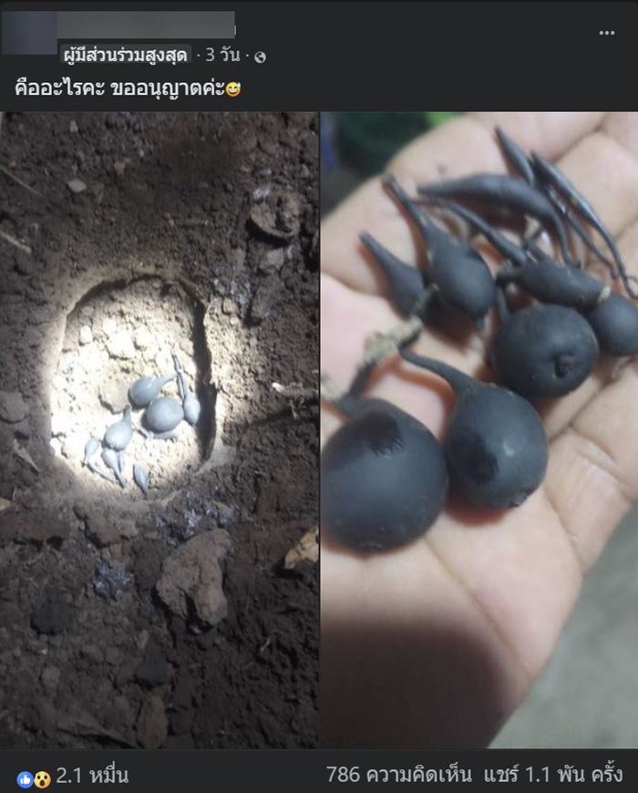 น้ำเต้าดิน