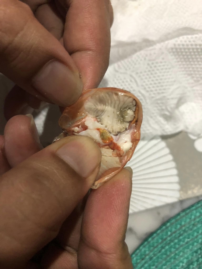 ปรสิต หัวกุ้ง