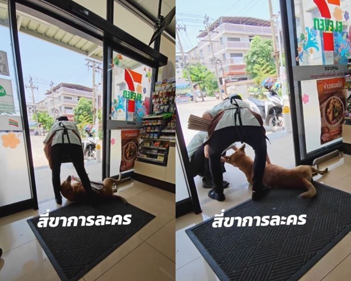 หมาเซเว่น