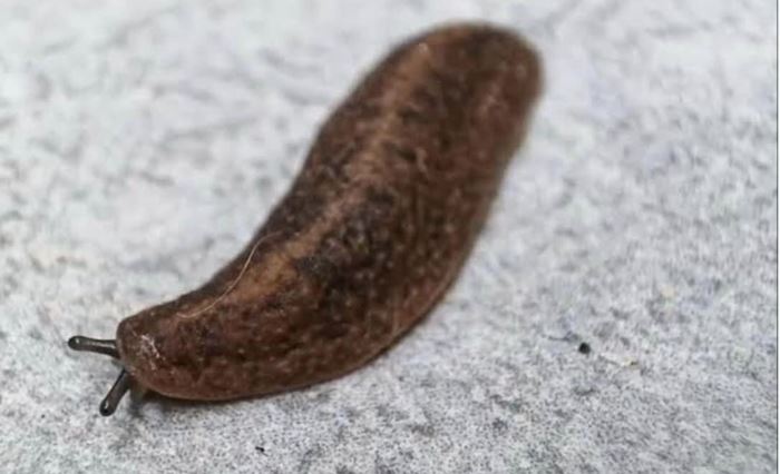 ตำป่ามรณะ