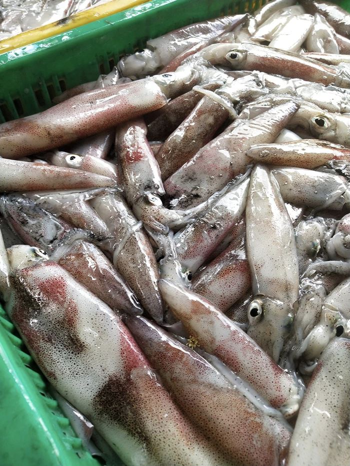 หมึกกล้วย