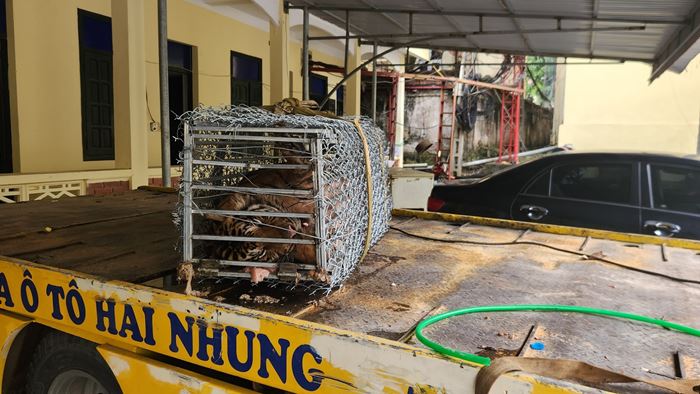 เสืออ้วน