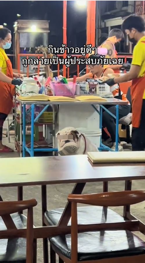 หมาขโมยรองเท้า
