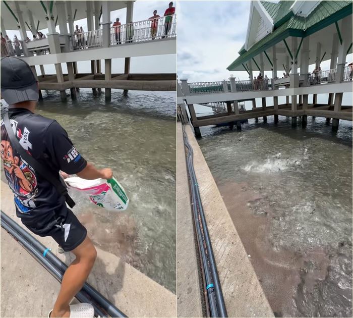 ให้อาหารปลา