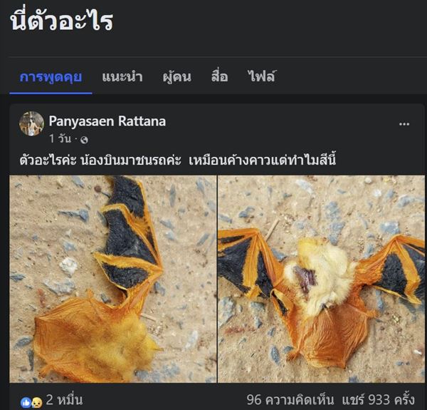 ค้างคาวสีส้ม