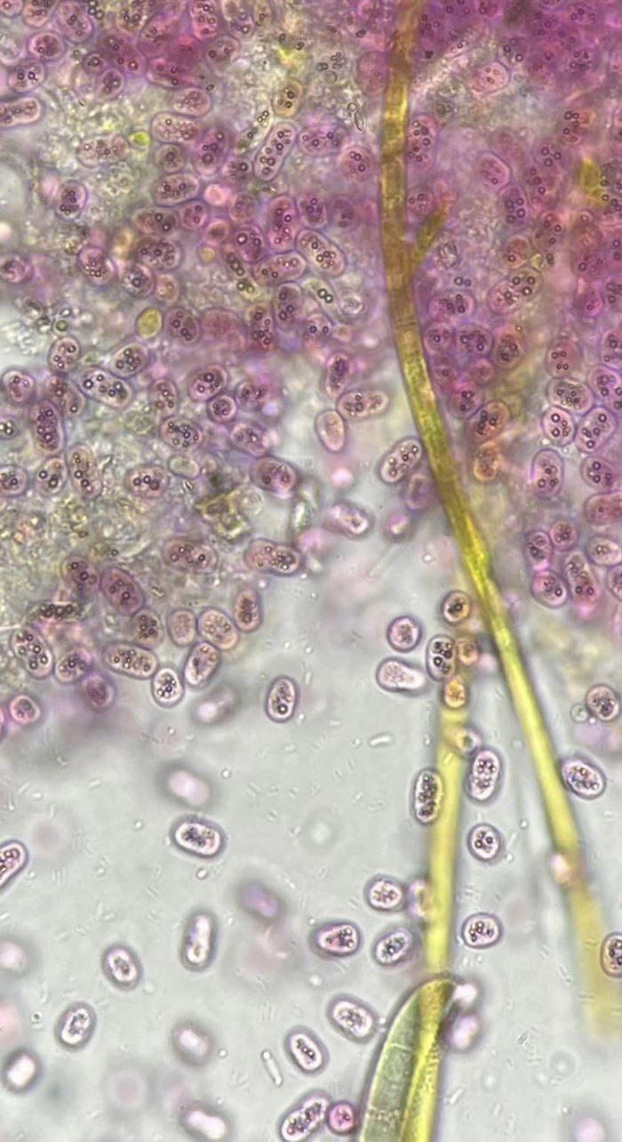 คลองบางแพรก