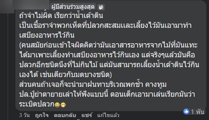 น้ำเต้าดิน
