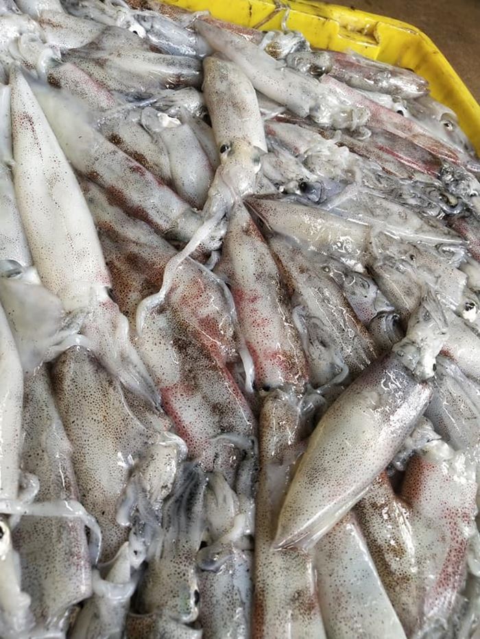 หมึกกล้วย