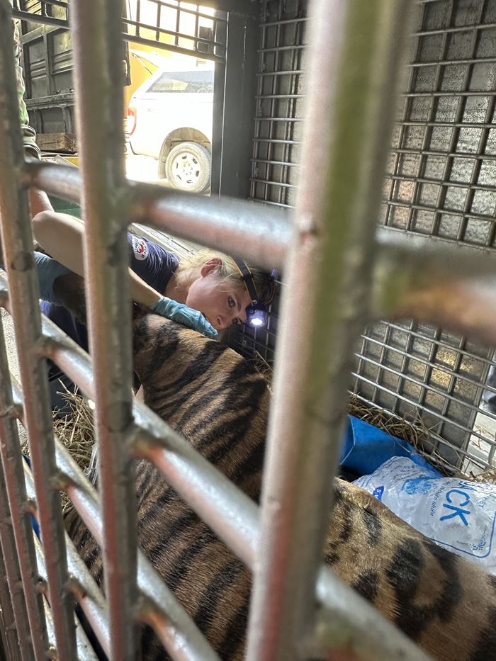 เสืออ้วน