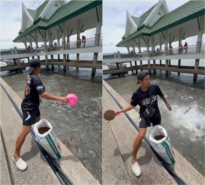 ให้อาหารปลา