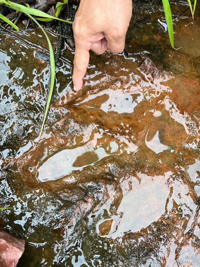 รอยตีนไดโนเสาร์ 120 ล้านปี