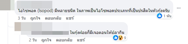 ปรสิต หัวกุ้ง