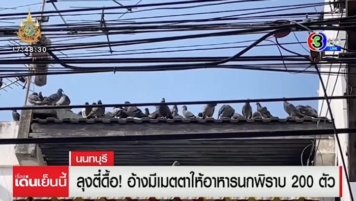 ปัญหาเพื่อนบ้าน ให้อาหารนกพิราบ