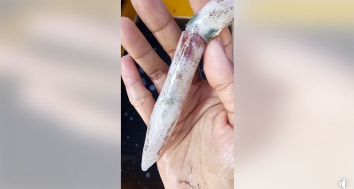 หมึกกล้วย