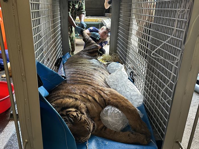 เสืออ้วน