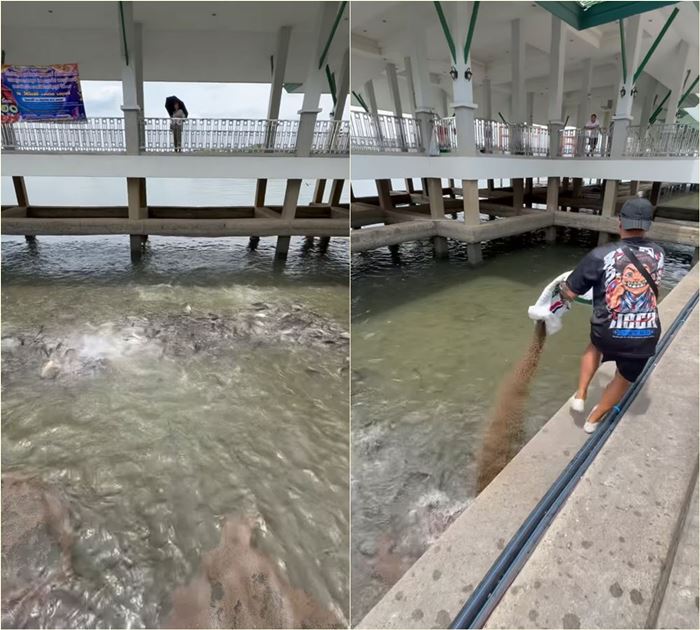 ให้อาหารปลา