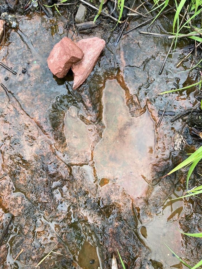 รอยตีนไดโนเสาร์ 120 ล้านปี