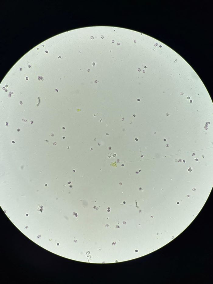 คลองบางแพรก