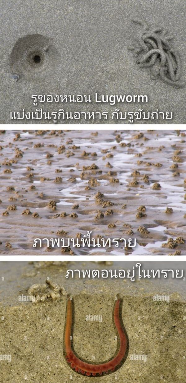 หนอนลูกโอ๊ค