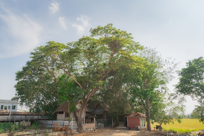 ทรงไทยสไตล์อีสาน