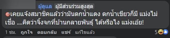 จิ้งจกแดง