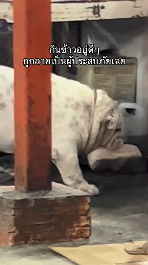 หมาขโมยรองเท้า