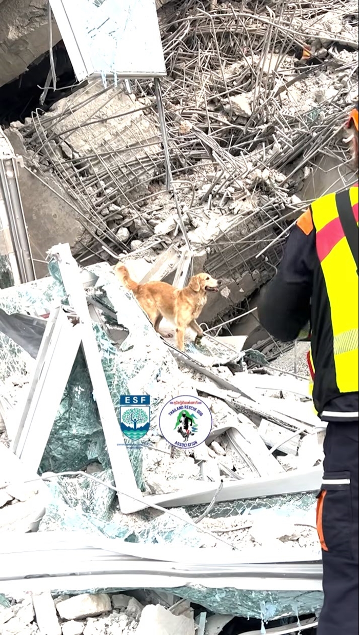 ไขคำตอบ K9 สุนัขกู้ภัย 