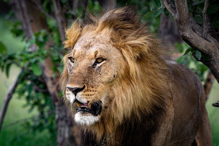 สิงโตขย้ำต่อหน้าเพื่อน