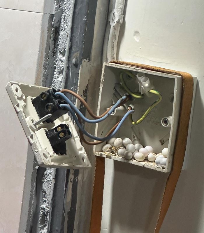 หญิงถอดกล่องสวิตช์ ผงะเจอไข่ปริศนาเรียงราย ถามมันคืออะไร