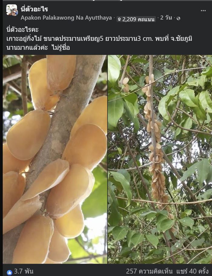 ตัวอะไรอยู่บนกิ่งไม้ ชาวเน็ตเห็นทีแรกนึกว่าผลไม้ ก่อนเฉลย