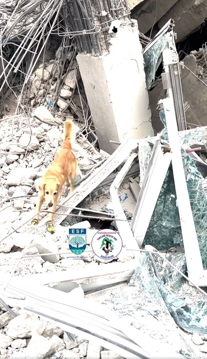 ไขคำตอบ K9 สุนัขกู้ภัย 