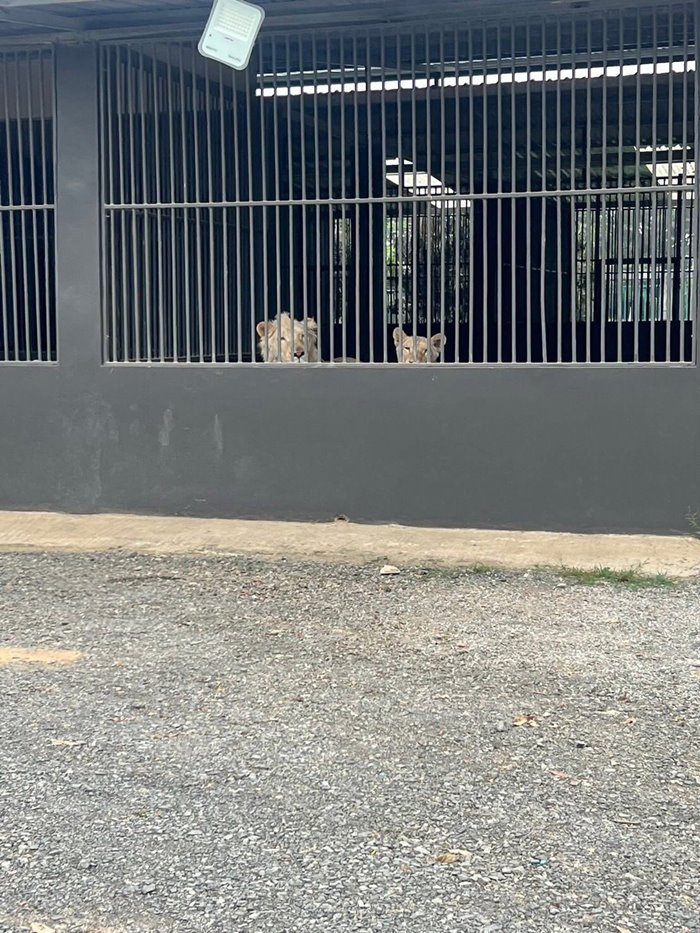 ประกาศขายบ้านแถมสิงโต