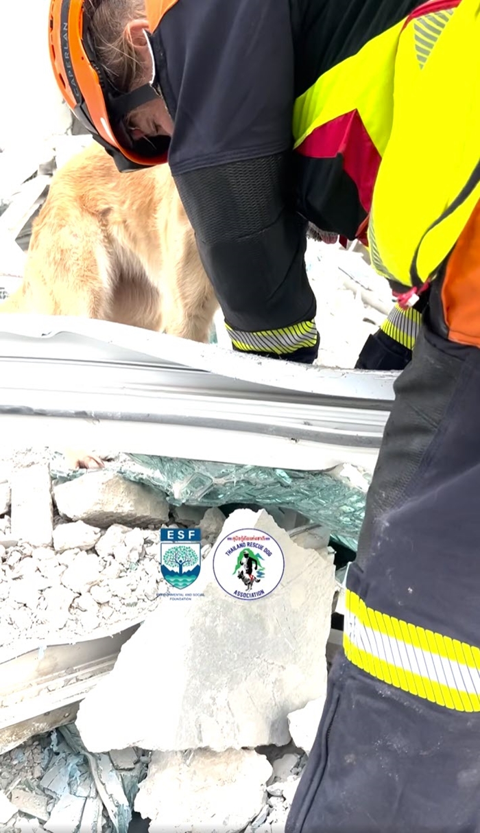 ไขคำตอบ K9 สุนัขกู้ภัย 