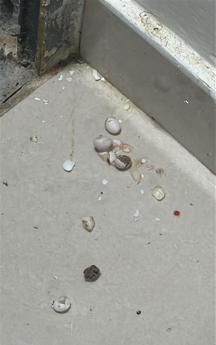 หญิงถอดกล่องสวิตช์ ผงะเจอไข่ปริศนาเรียงราย ถามมันคืออะไร