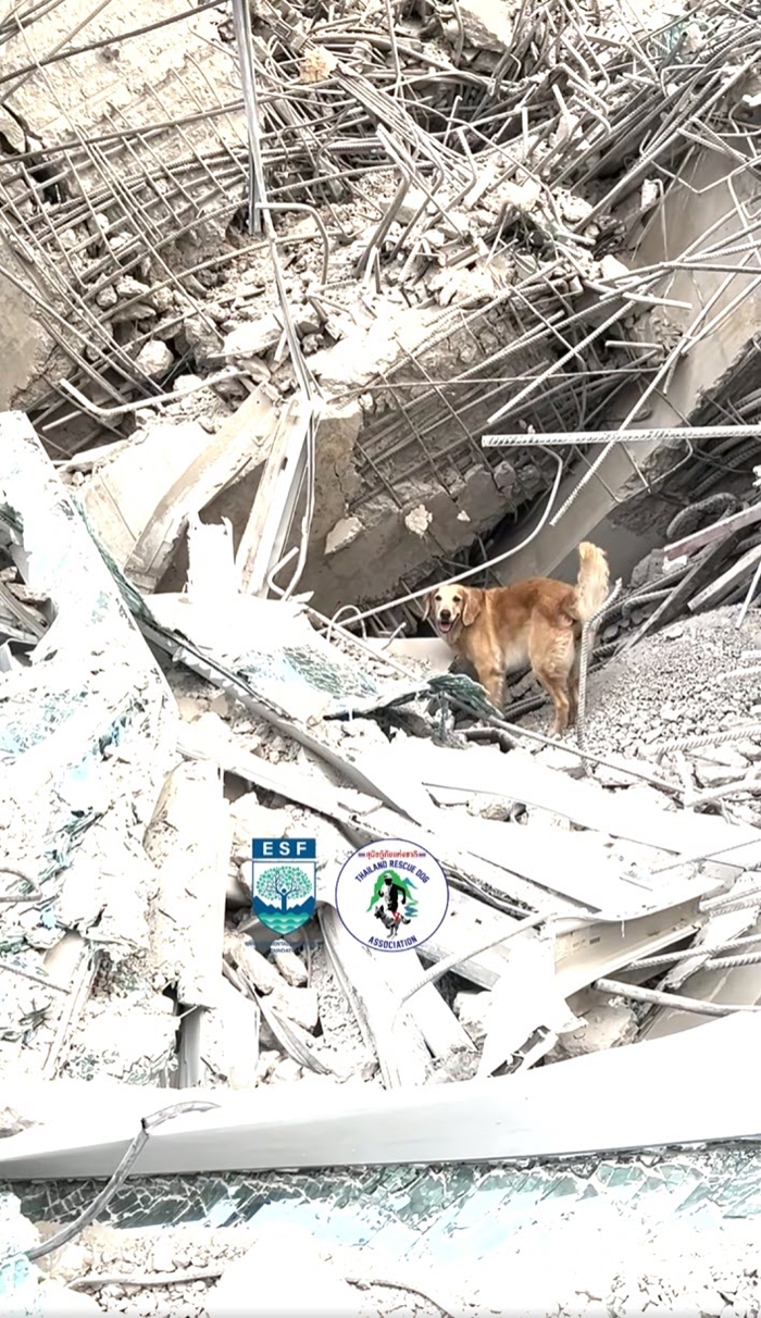 ไขคำตอบ K9 สุนัขกู้ภัย 