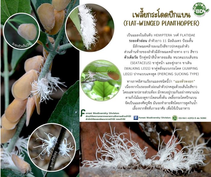 ตัวอะไรอยู่บนกิ่งไม้ ชาวเน็ตเห็นทีแรกนึกว่าผลไม้ ก่อนเฉลย