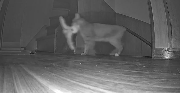 กล้องจับภาพเงาประหลาด ขึ้นบันไดกลางดึก ดูดี ๆ มีลั่น