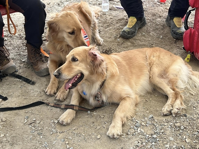 ไขคำตอบ K9 สุนัขกู้ภัย 