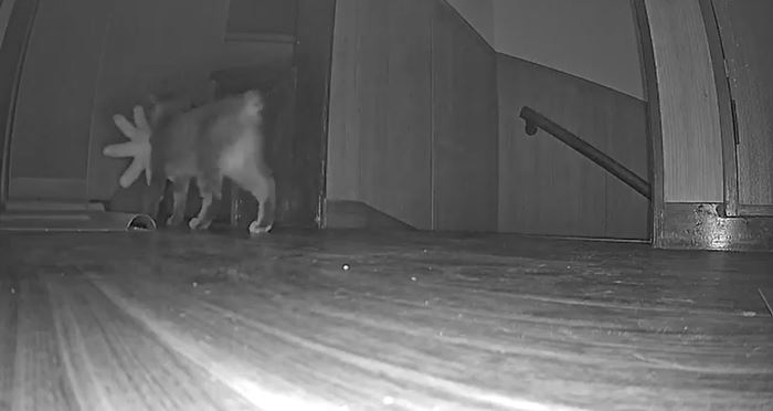 กล้องจับภาพเงาประหลาด ขึ้นบันไดกลางดึก ดูดี ๆ มีลั่น