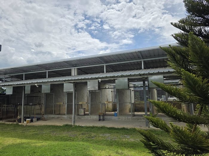 ประกาศขายบ้านแถมสิงโต