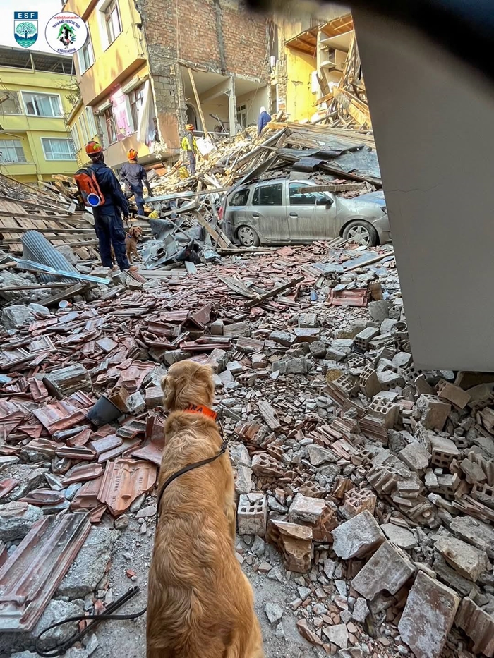 ไขคำตอบ K9 สุนัขกู้ภัย 