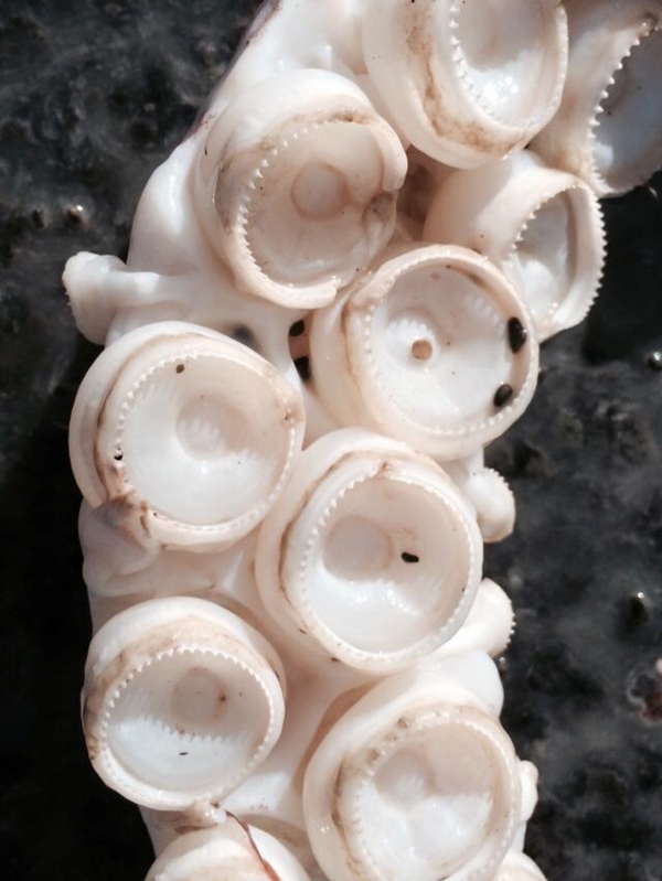 พบซากหมึกยักษ์ ใหญ่เบิ้มขนาด 7 เมตร บนหาดที่นิวซีแลนด์