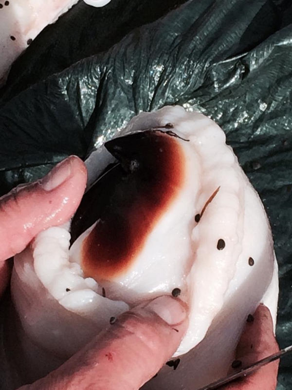 พบซากหมึกยักษ์ ใหญ่เบิ้มขนาด 7 เมตร บนหาดที่นิวซีแลนด์