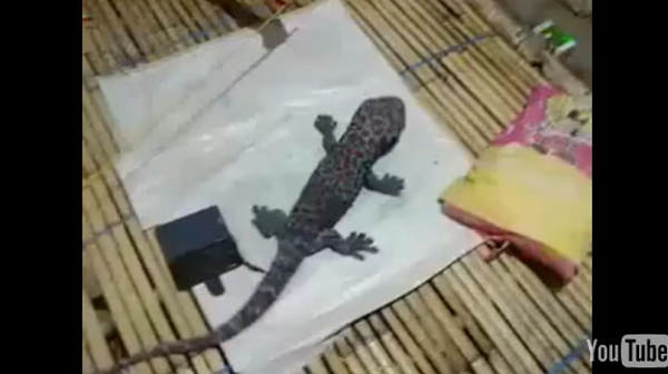 ยอดวิวเป็นแสน คนแห่ดูคลิปตุ๊กแกยักษ์ เจอแบบนี้ไม่วิ่งให้มันรู้ไป