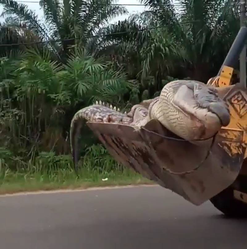 จระเข้ยักษ์