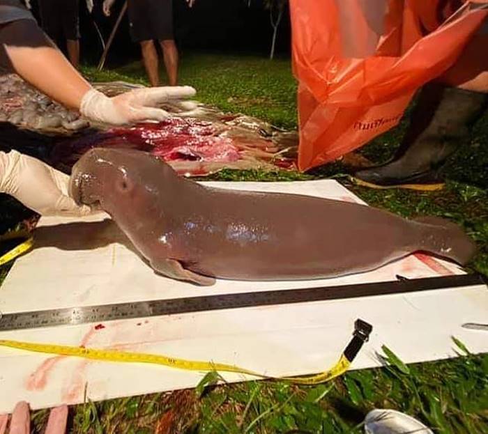 พะยูนถูกแทงตาย