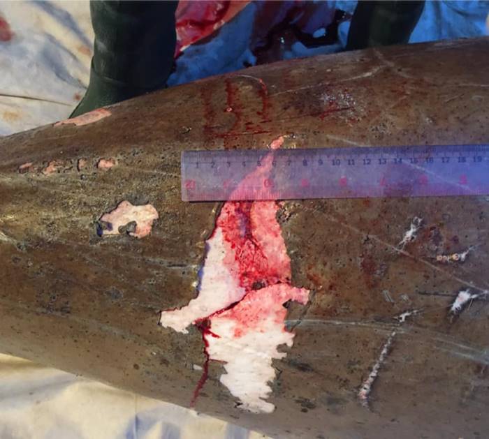 พะยูนถูกแทงตาย