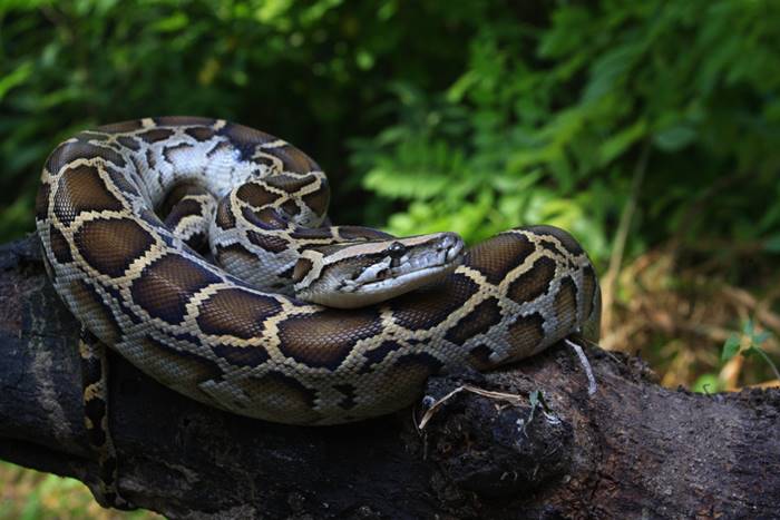 กินงูหลามพม่า