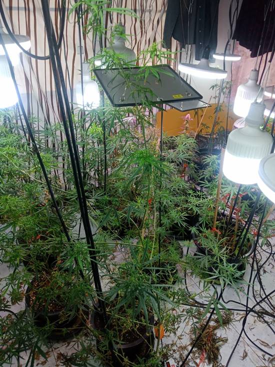 ปลูกกัญชาออร์แกนิค