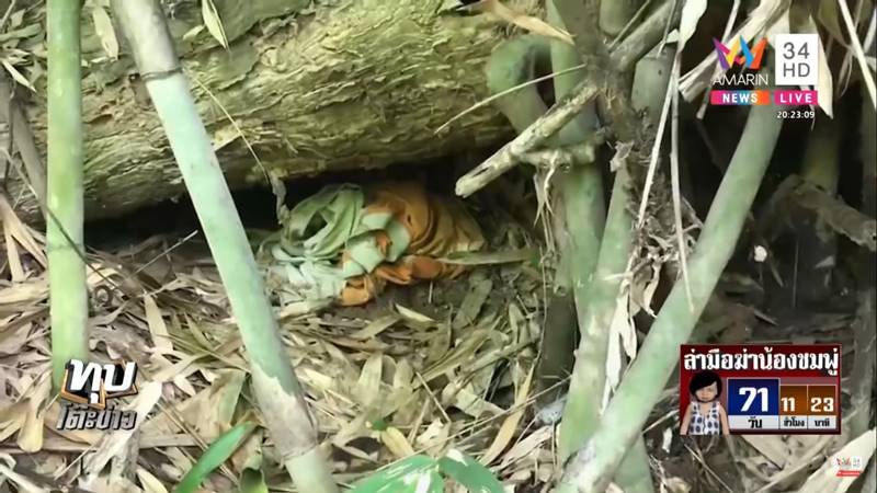 ข่าวน้องชมพู่